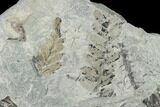 Fossil Flora (Neuropteris & Alethopteris) Plate - Kentucky #142393-2